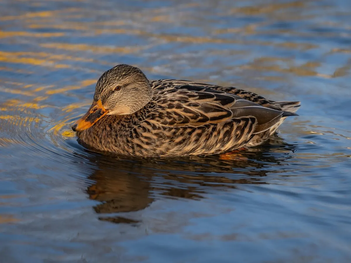 Wild Swimming in Cumbria: A Beginner's Safety Guide to Lakes and Tarns